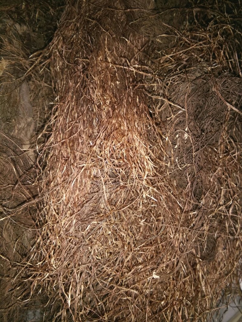 玉米须药用玉米须，高原药物品质保证货源充足