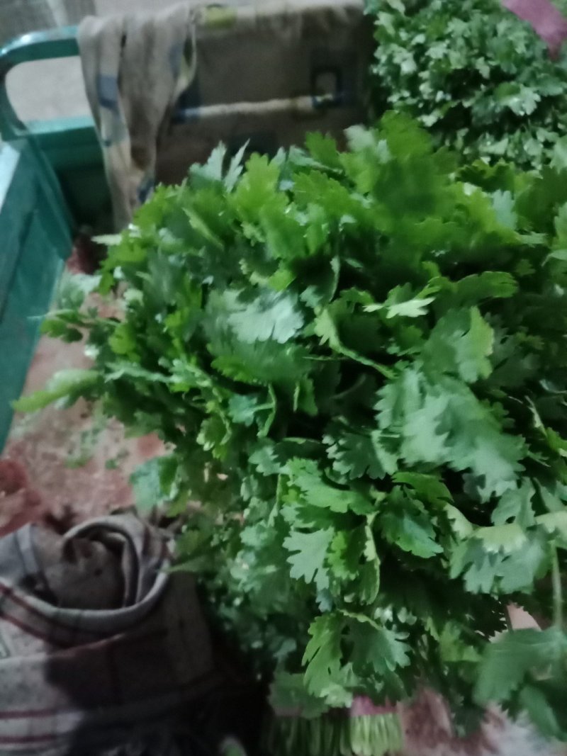 河北邯郸香菜一年四季供应精品香菜，价格合理，质量保证