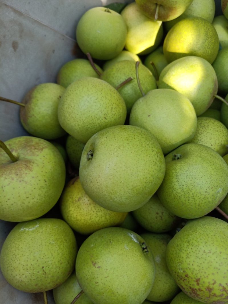 花盖梨