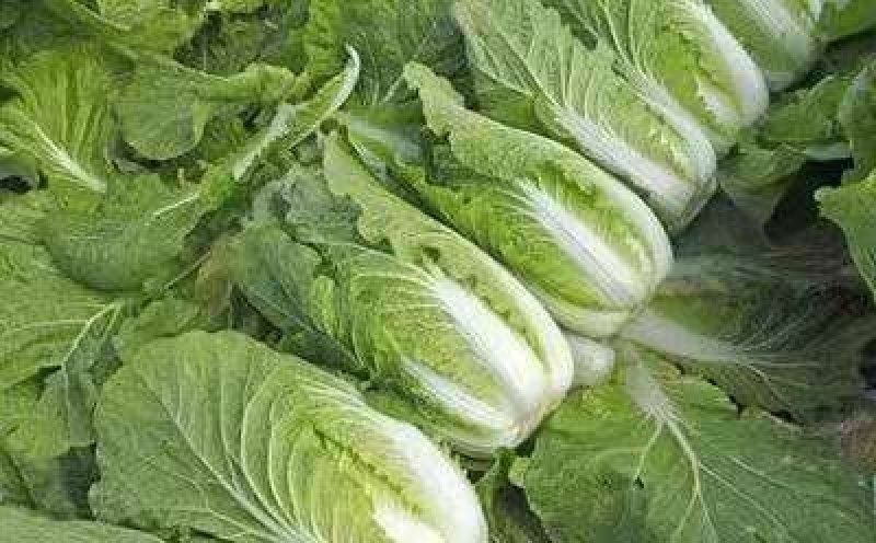 精品黄心白菜产地直发大量上市质量保证发往全国欢迎采购