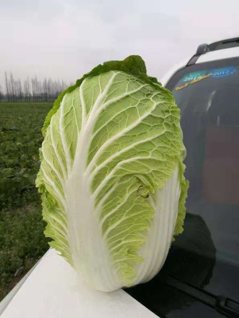 精品黄心白菜产地直发大量上市质量保证发往全国欢迎采购