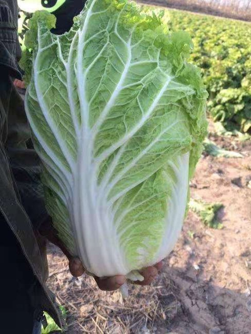 精品黄心白菜产地直发大量上市质量保证发往全国欢迎采购