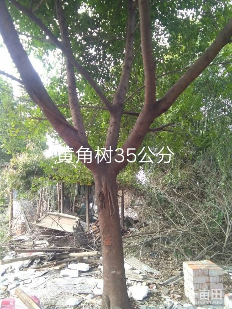 黄果树3一120公分