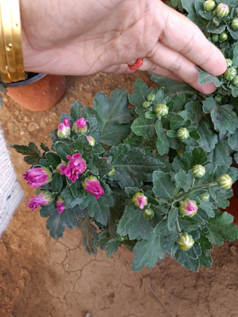 菊花