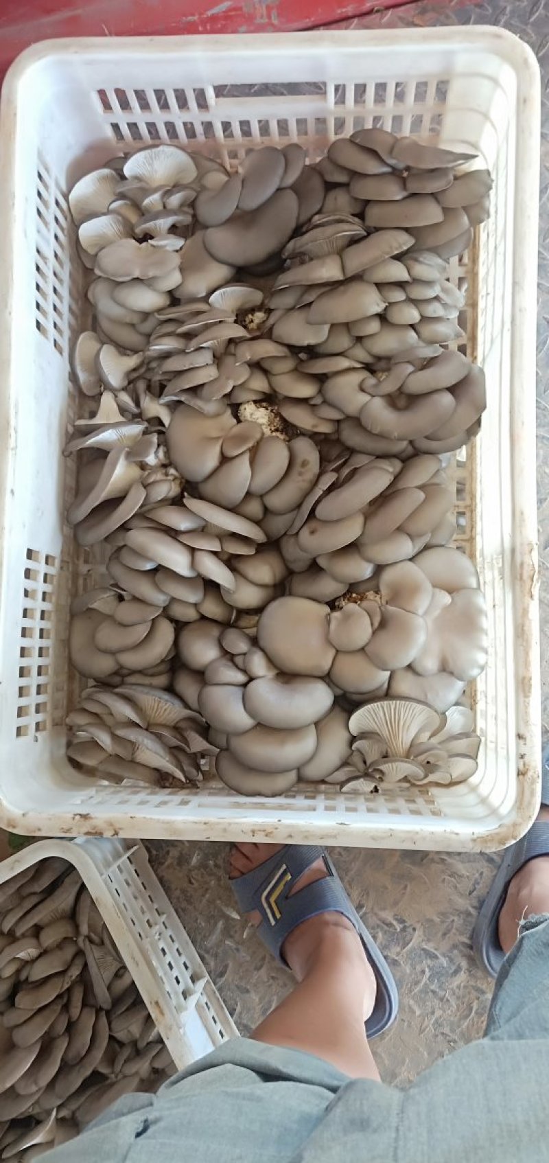大量供应优质平菇黑平菇