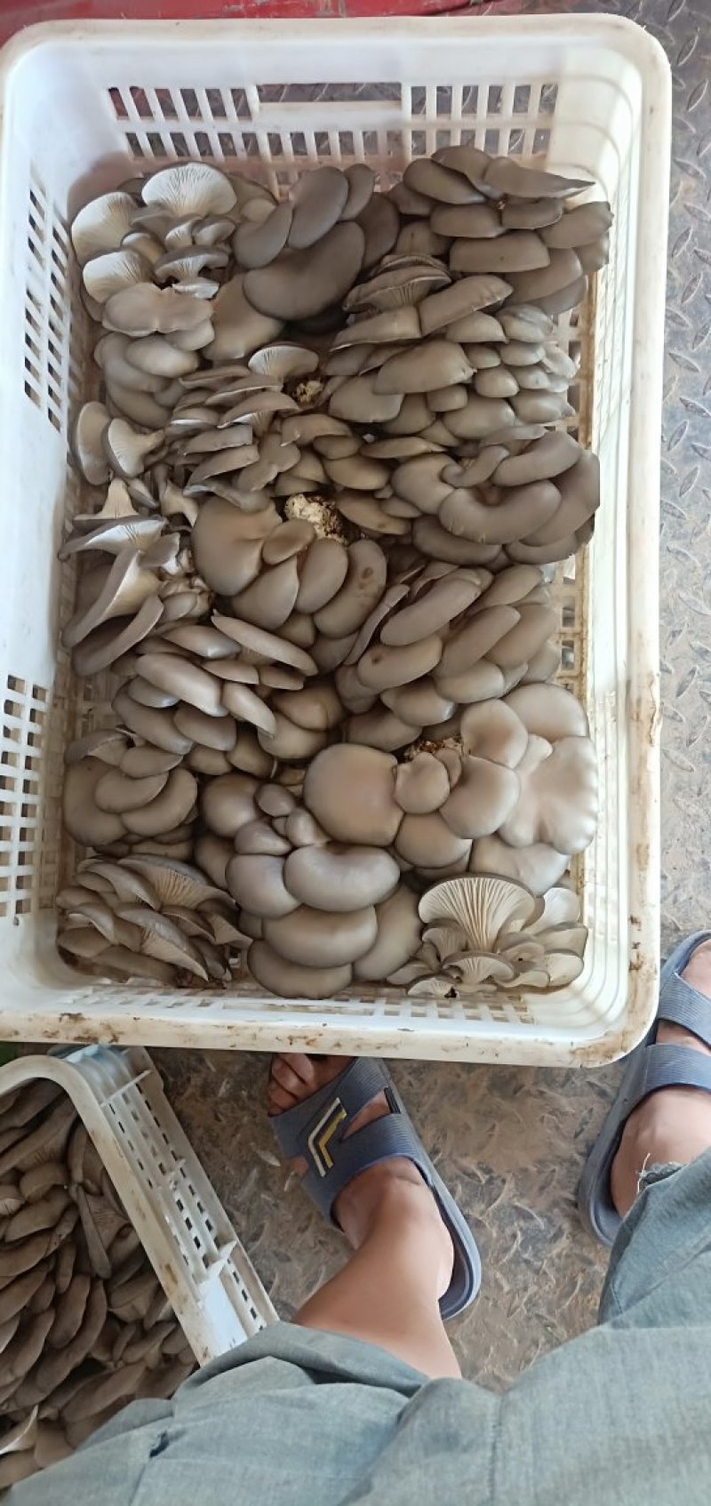 大量供应优质平菇黑平菇