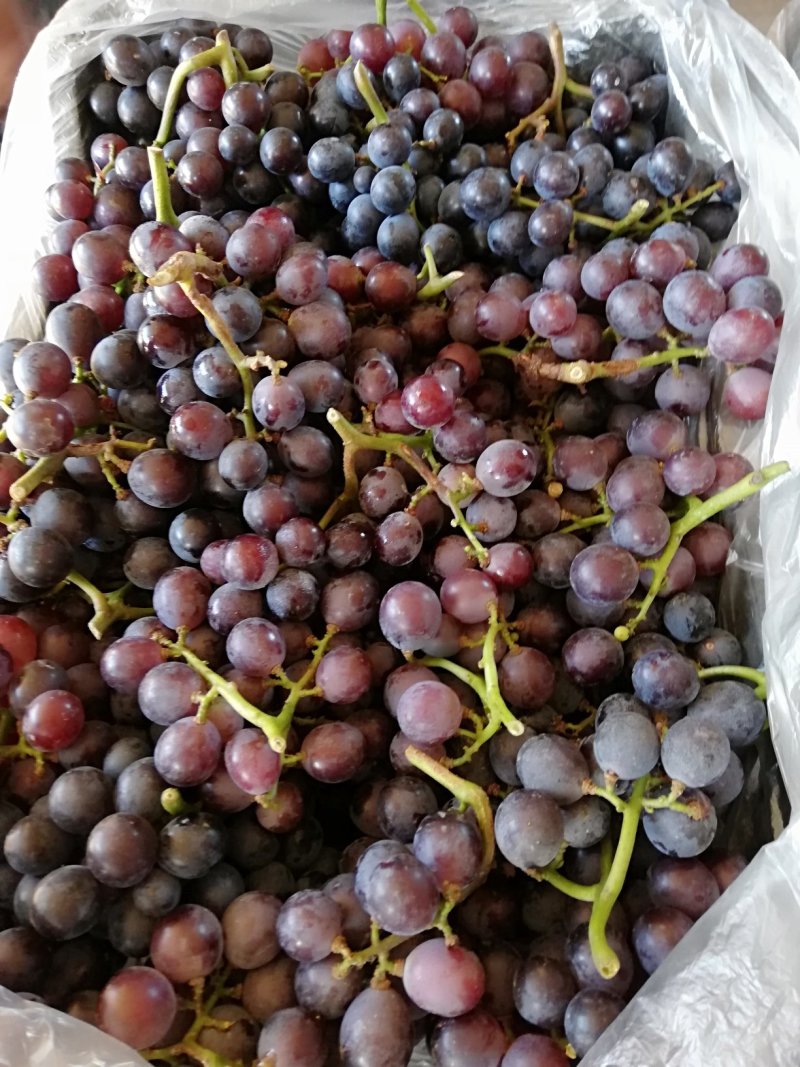 酿酒葡萄