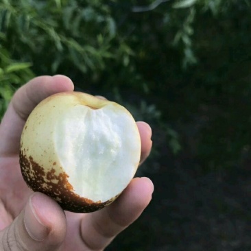 富硒冬枣