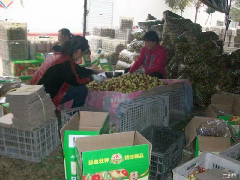 富硒冬枣