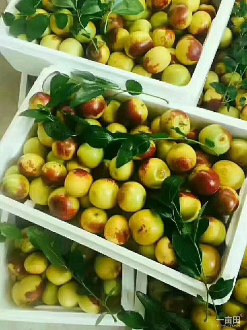 富硒冬枣