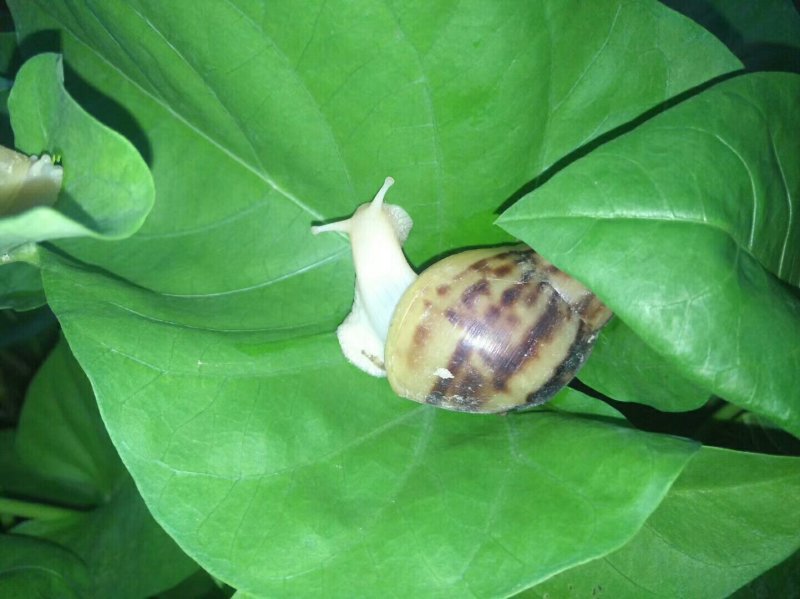 各个规格的蜗牛批发
