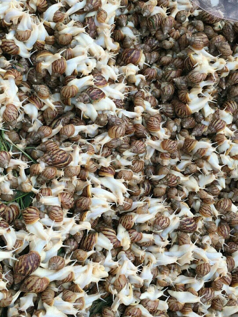 各个规格的蜗牛批发