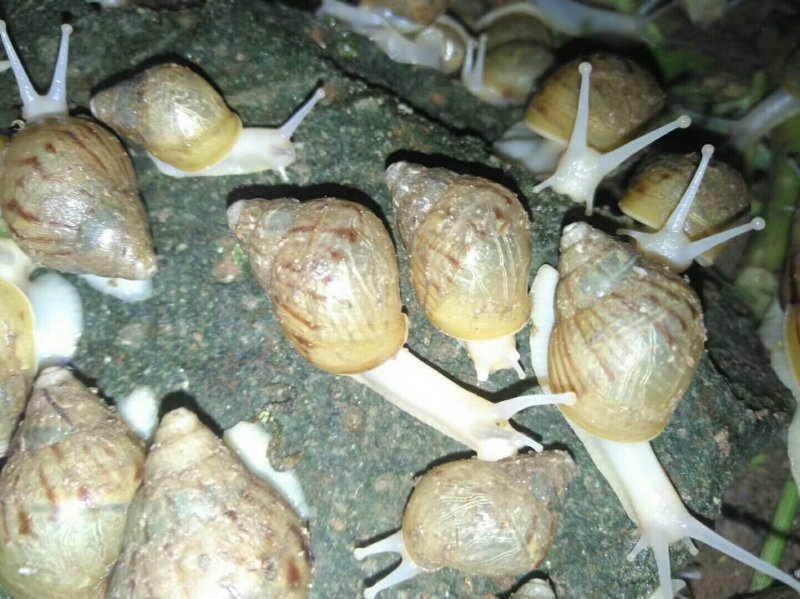 各个规格的蜗牛批发