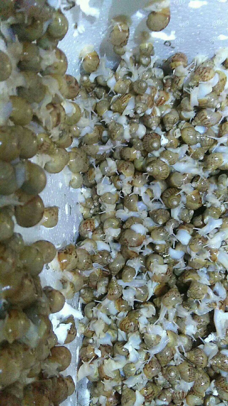 各个规格的蜗牛批发