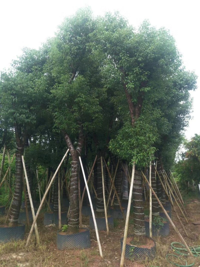 广东普宁香樟树，樟树，现挖现发，基地直发，品质保证，量大