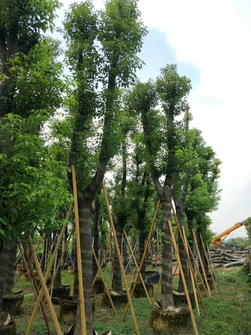 广东普宁香樟树，樟树，现挖现发，基地直发，品质保证，量大