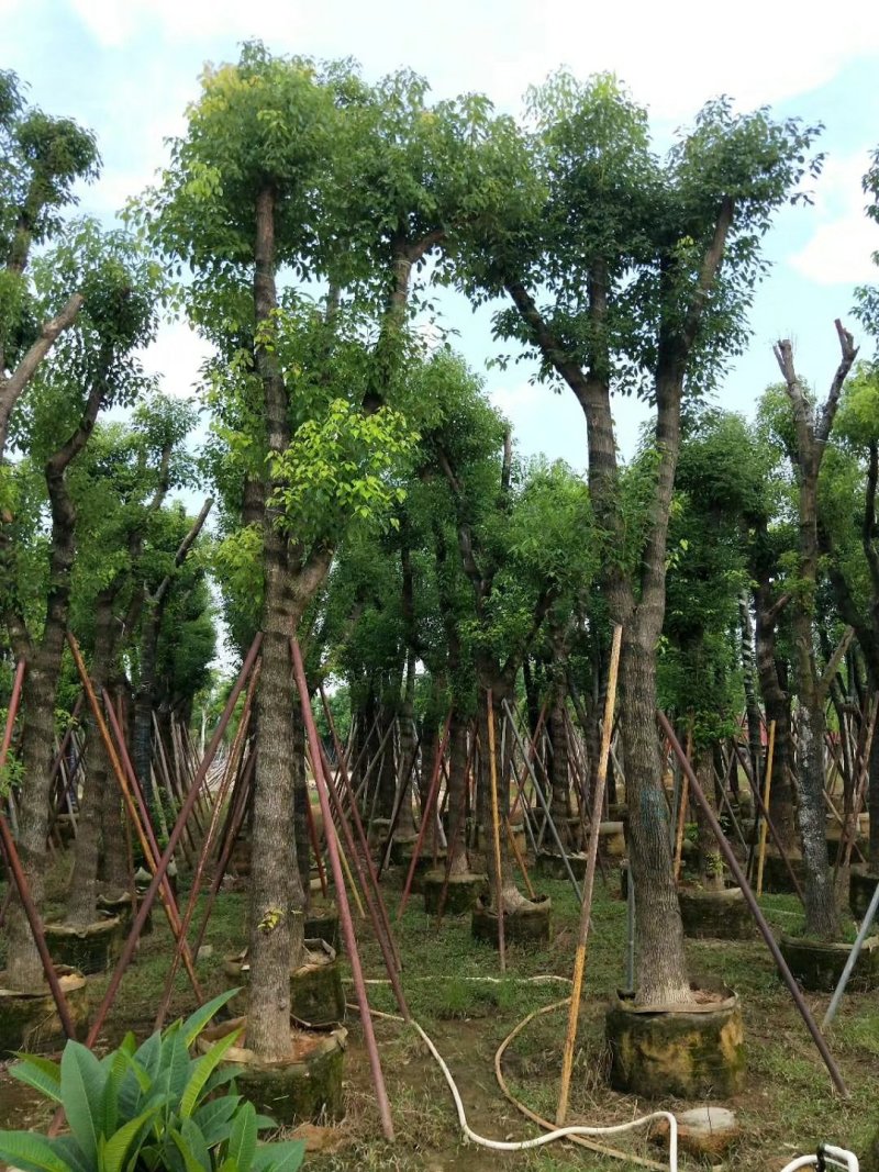 广东普宁香樟树，樟树，现挖现发，基地直发，品质保证，量大
