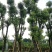 广东普宁香樟树，樟树，现挖现发，基地直发，品质保证，量大