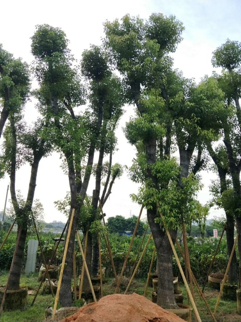 广东普宁香樟树，樟树，现挖现发，基地直发，品质保证，量大