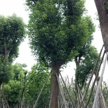 广东普宁香樟树，樟树，现挖现发，基地直发，品质保证，量大