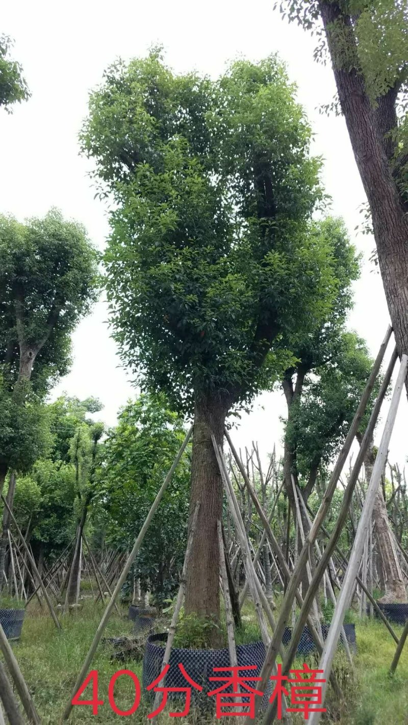 广东普宁香樟树，樟树，现挖现发，基地直发，品质保证，量大