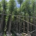 广东普宁香樟树，樟树，现挖现发，基地直发，品质保证，量大