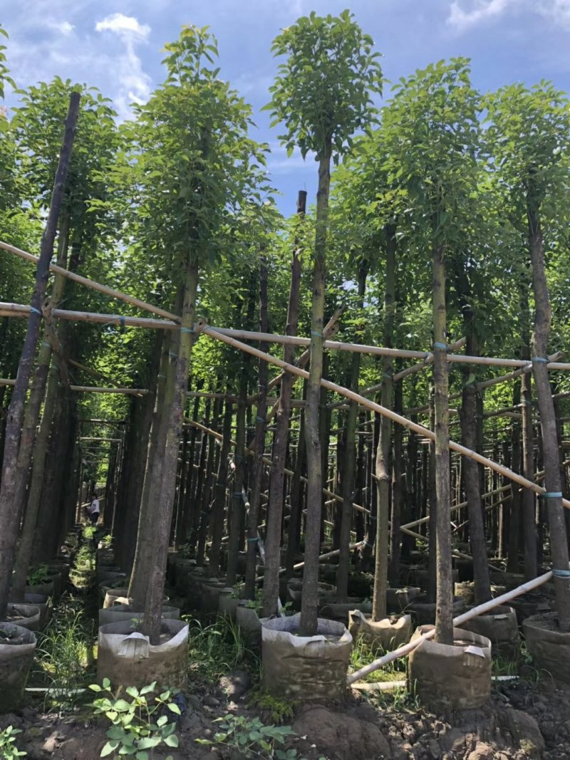 广东普宁香樟树，樟树，现挖现发，基地直发，品质保证，量大