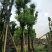 广东普宁香樟树，樟树，现挖现发，基地直发，品质保证，量大