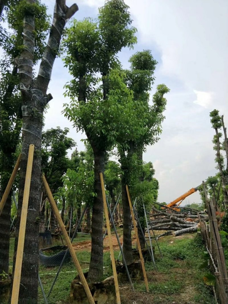广东普宁香樟树，樟树，现挖现发，基地直发，品质保证，量大