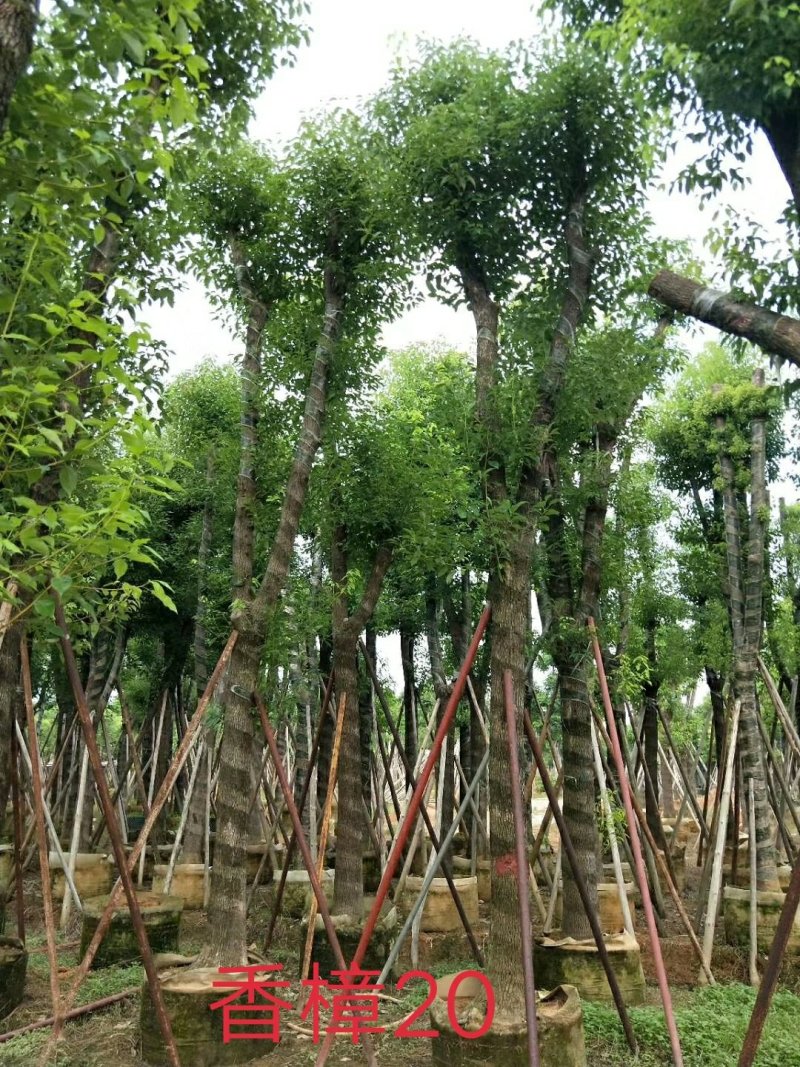 广东普宁香樟树，樟树，现挖现发，基地直发，品质保证，量大