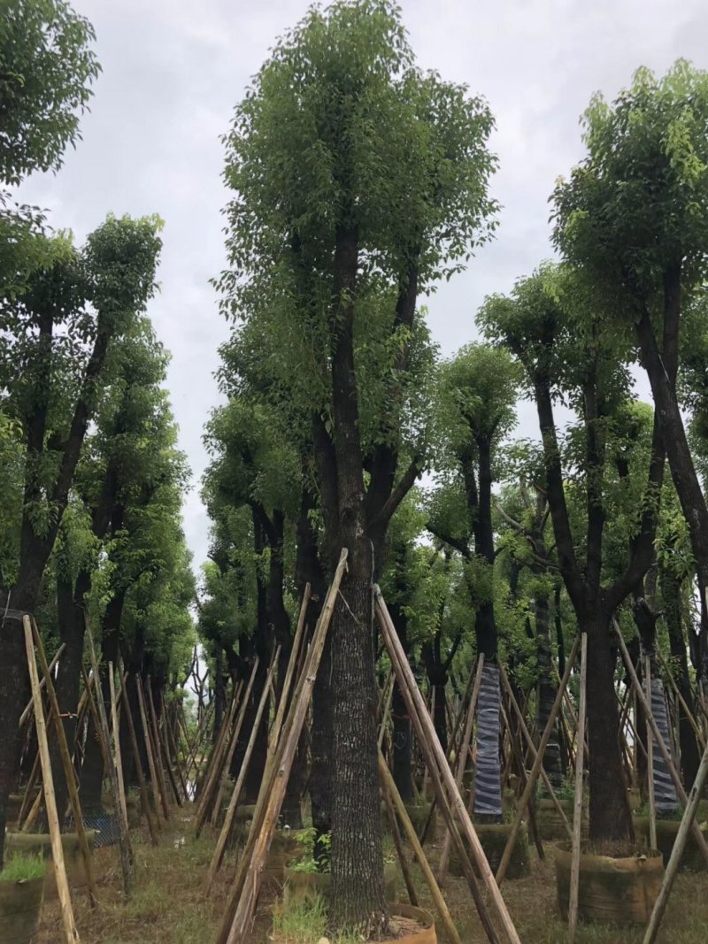 广东普宁香樟树，樟树，现挖现发，基地直发，品质保证，量大