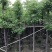 广东普宁香樟树，樟树，现挖现发，基地直发，品质保证，量大
