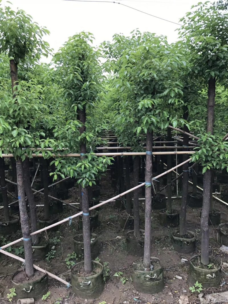 广东普宁香樟树，樟树，现挖现发，基地直发，品质保证，量大