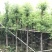 广东普宁香樟树，樟树，现挖现发，基地直发，品质保证，量大
