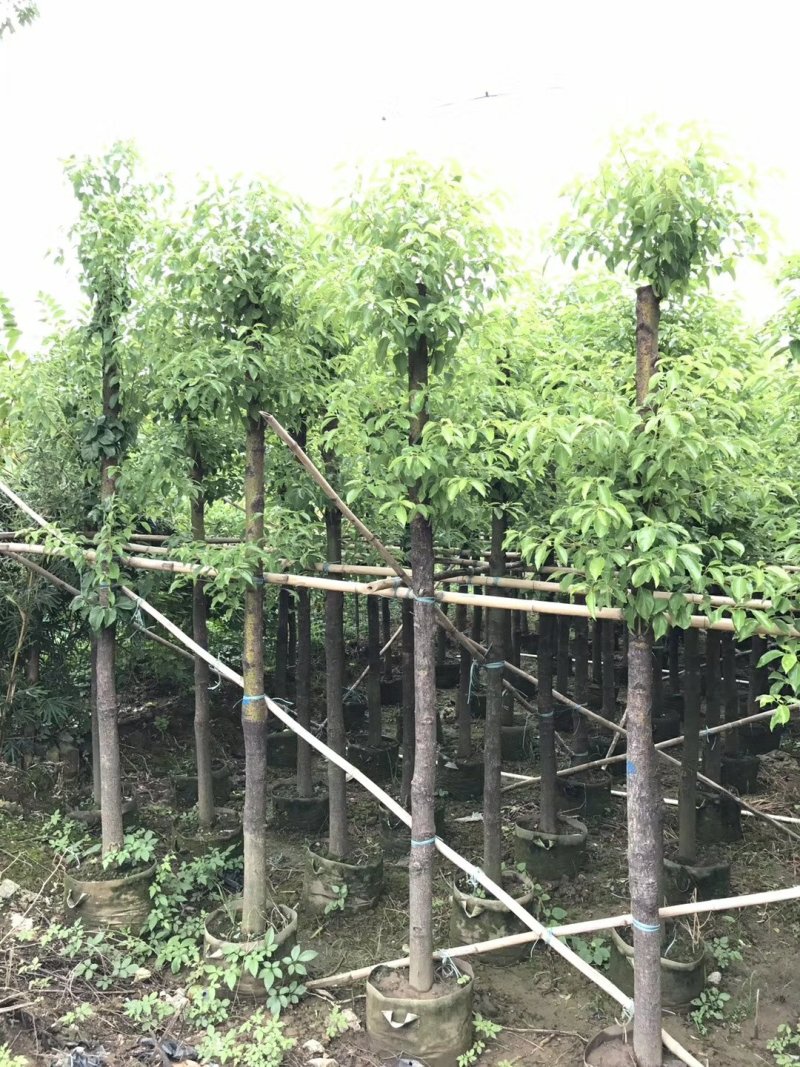 广东普宁香樟树，樟树，现挖现发，基地直发，品质保证，量大