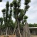 广东普宁香樟树，樟树，现挖现发，基地直发，品质保证，量大