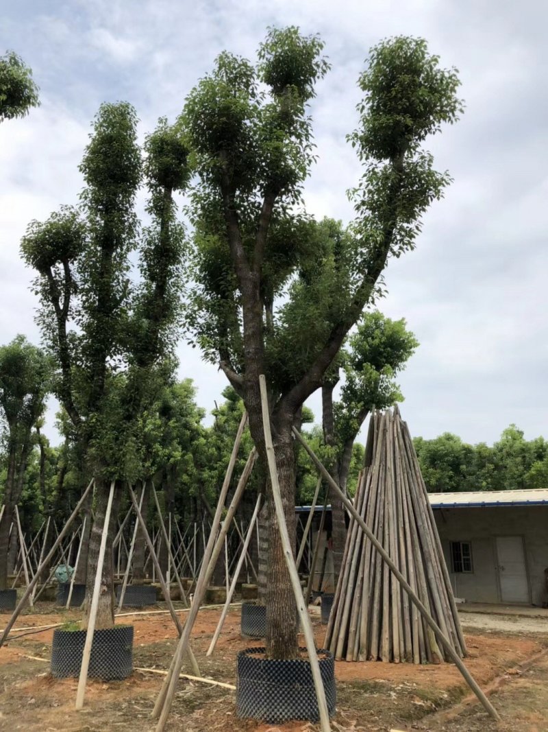 广东普宁香樟树，樟树，现挖现发，基地直发，品质保证，量大
