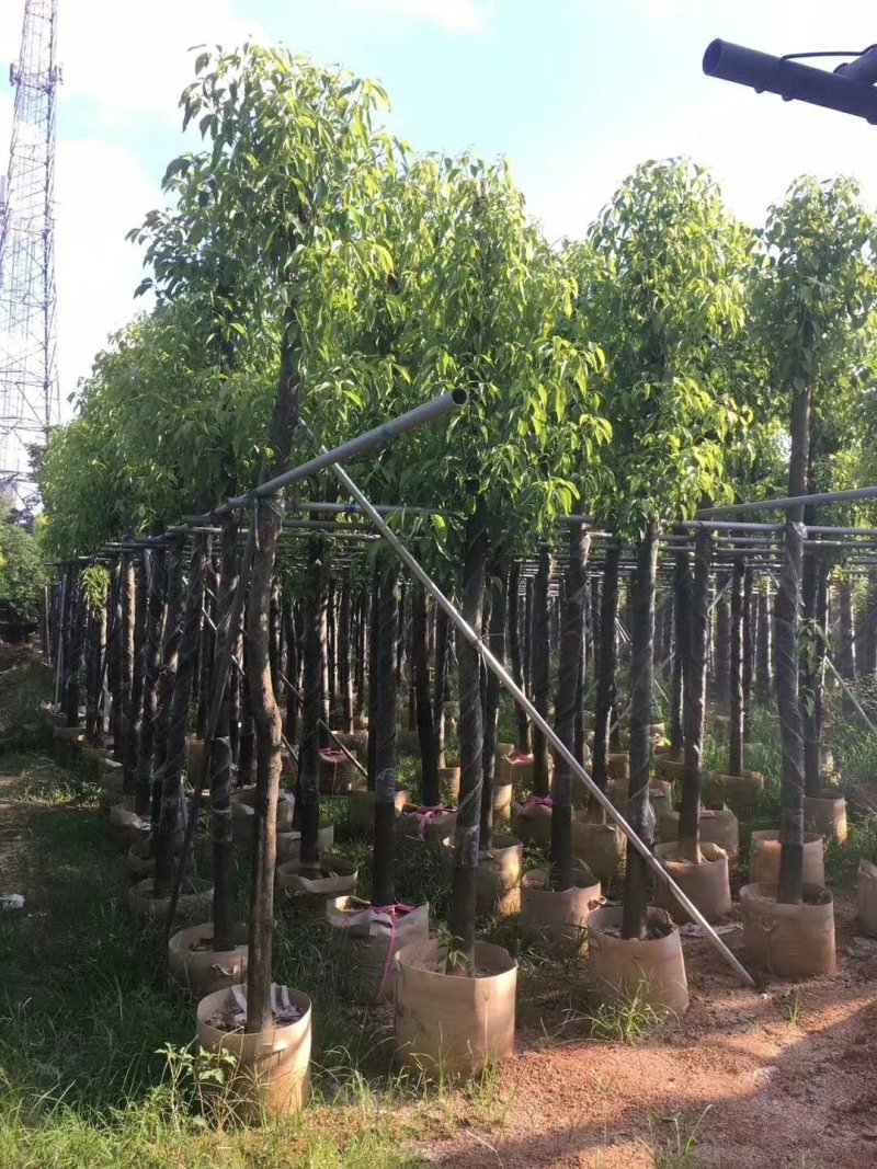 广东普宁香樟树，樟树，现挖现发，基地直发，品质保证，量大