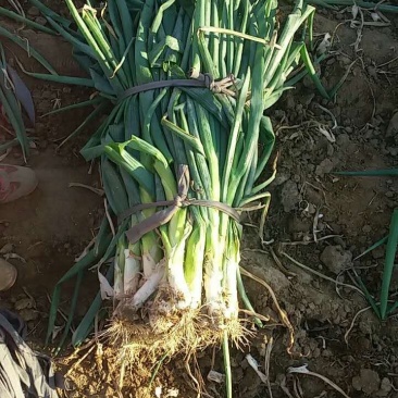 河北无极县万亩大葱基地产地直发，保质保量，支持视频看货。