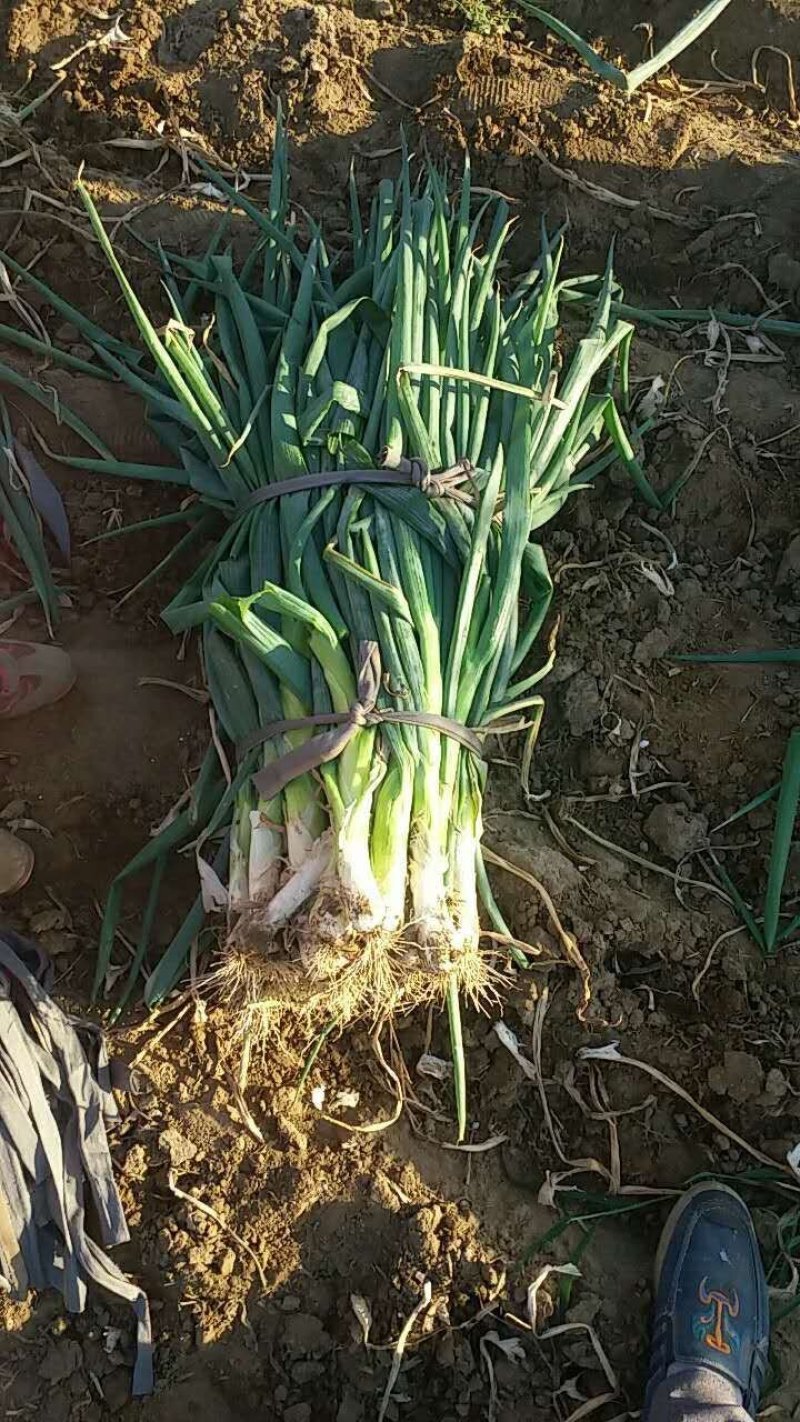 河北无极县万亩大葱基地产地直发，保质保量，支持视频看货。