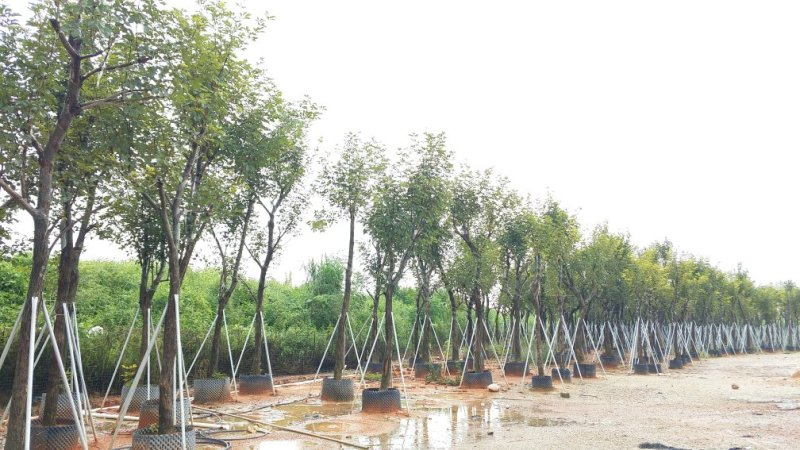 广东黄花风铃木，多花少花，大小规格齐全，价格实惠，
