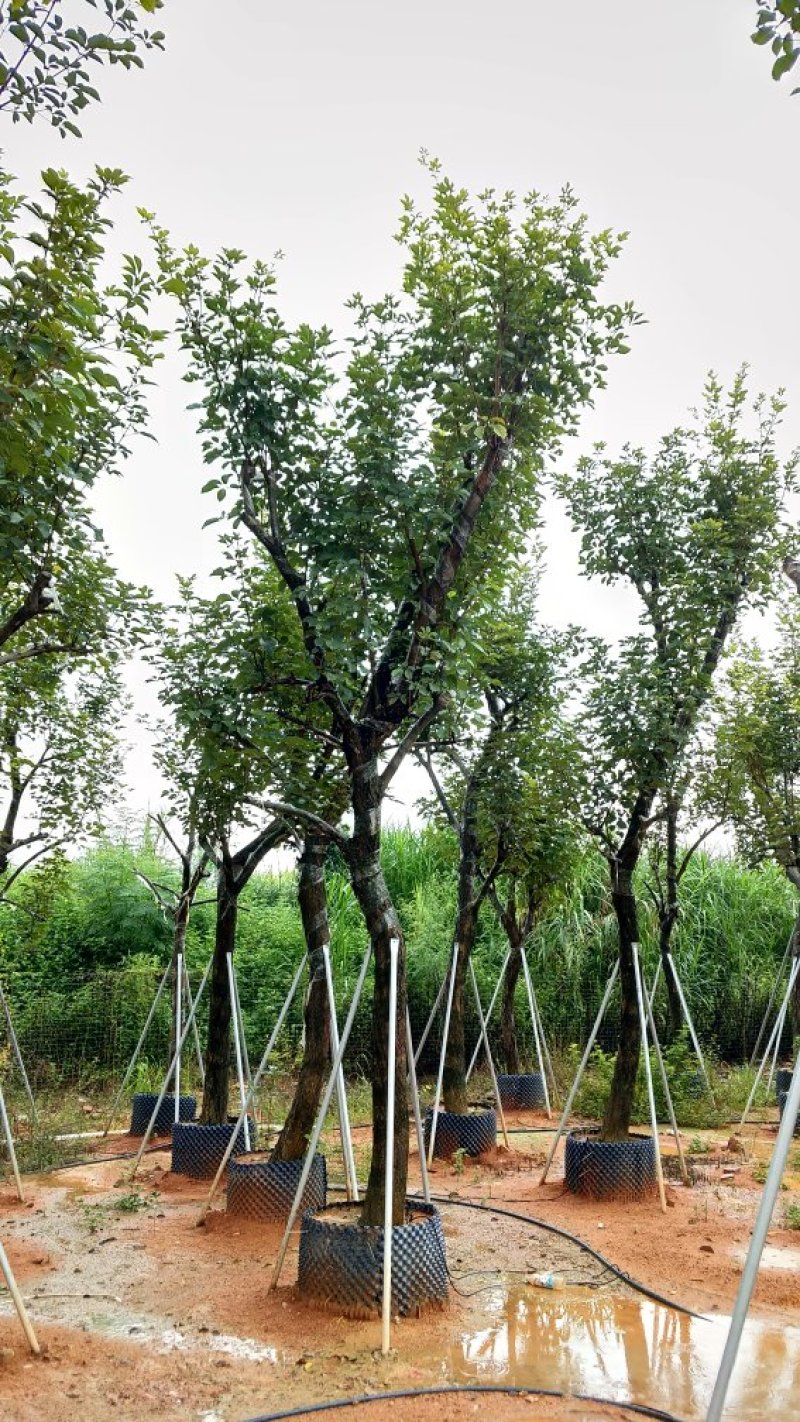 广东黄花风铃木，多花少花，大小规格齐全，价格实惠，