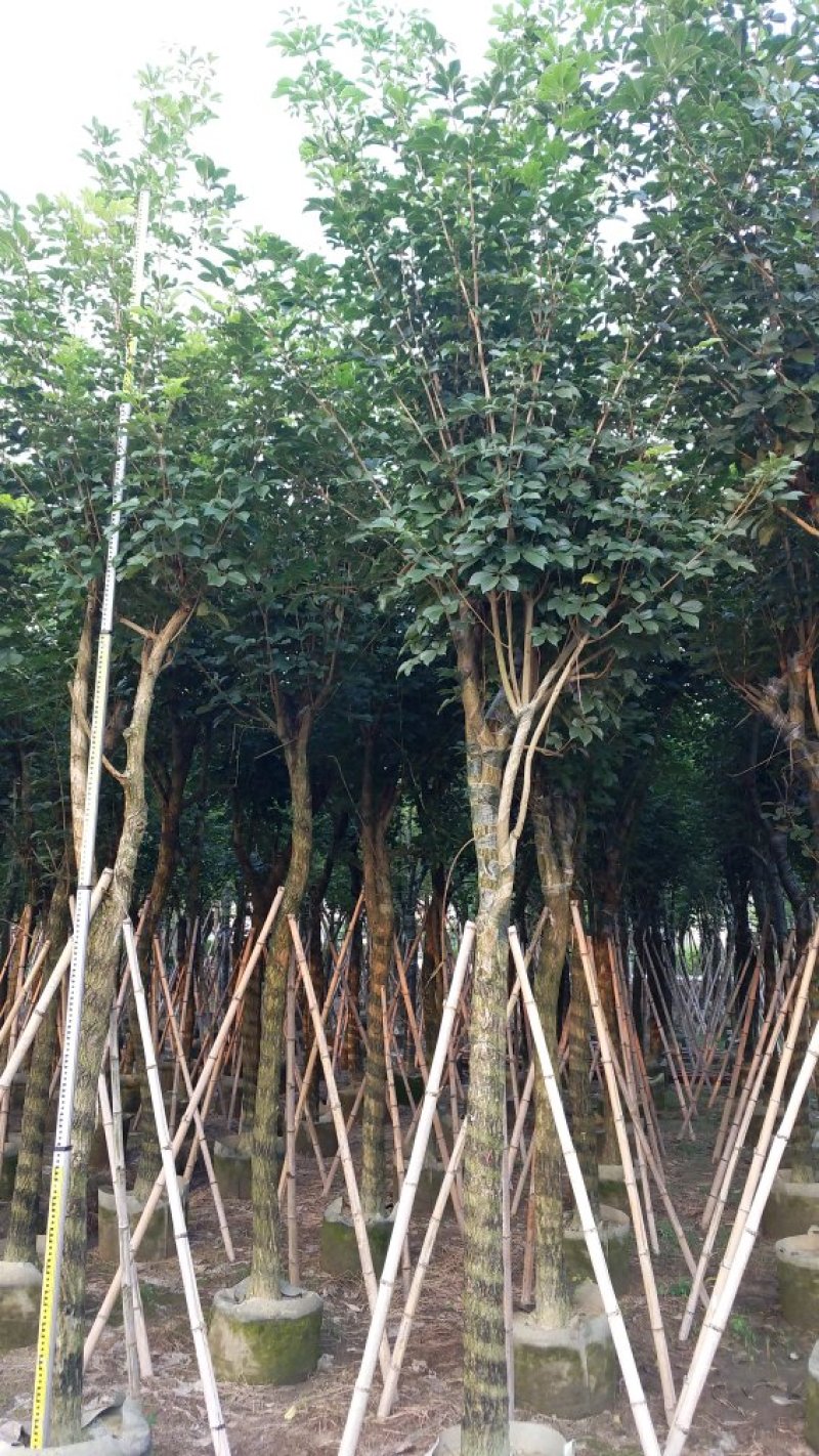 广东黄花风铃木，多花少花，大小规格齐全，价格实惠，
