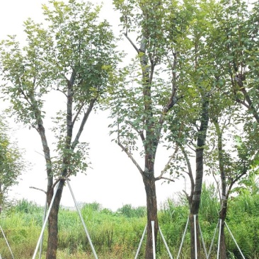 广东黄花风铃木，多花少花，大小规格齐全，价格实惠，