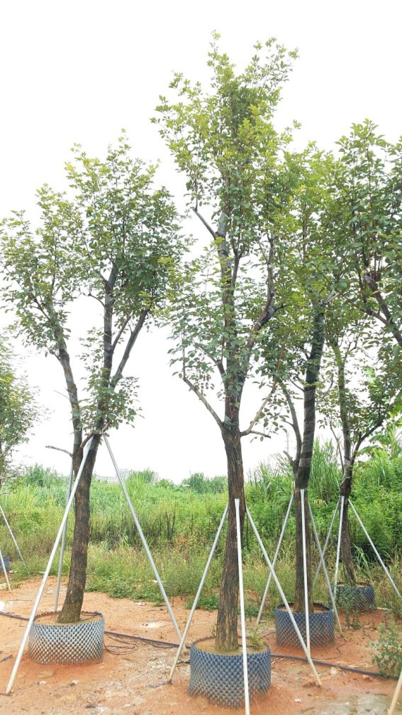 广东黄花风铃木，多花少花，大小规格齐全，价格实惠，