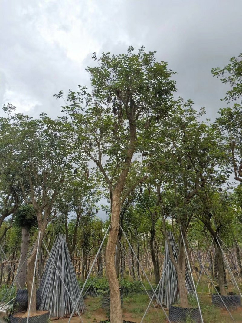 广东黄花风铃木，多花少花，大小规格齐全，价格实惠，