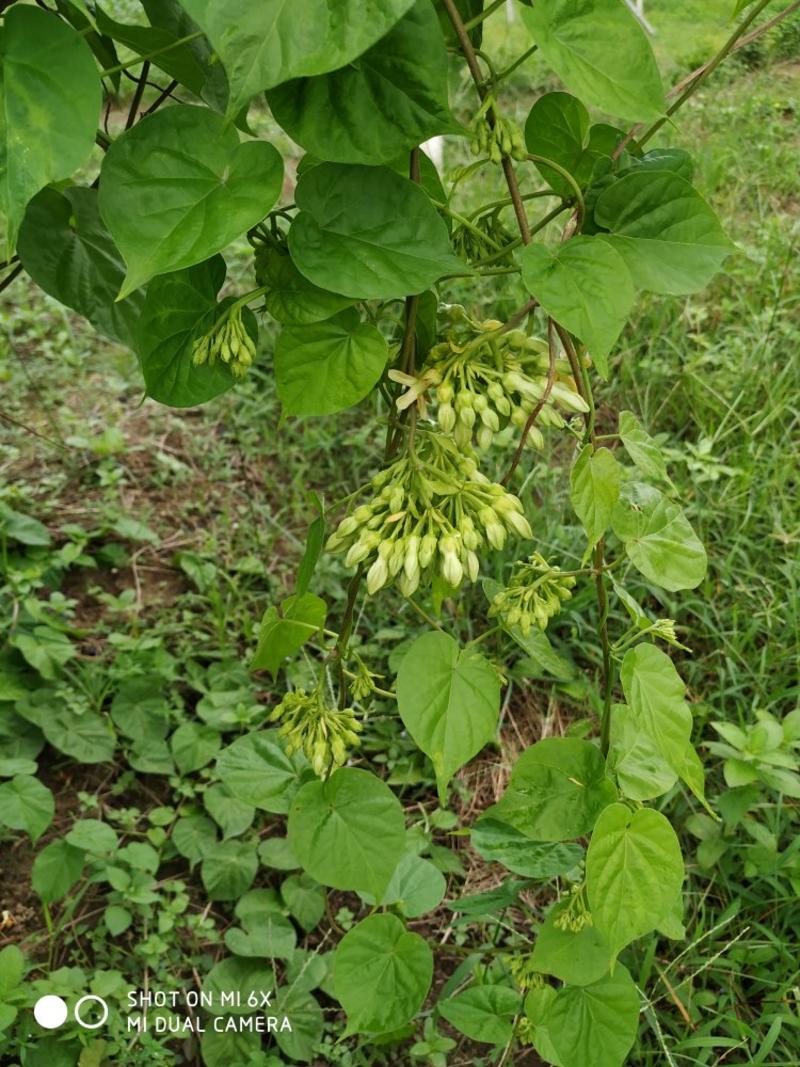 夜香花，当年种当年收成，好管理，耐旱