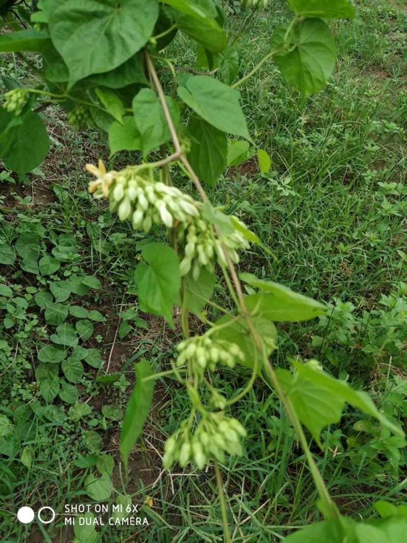 夜香花，当年种当年收成，好管理，耐旱