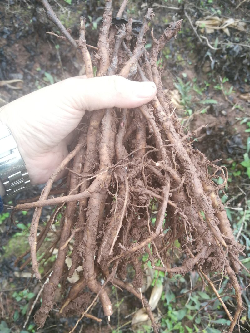 油牡丹种苗