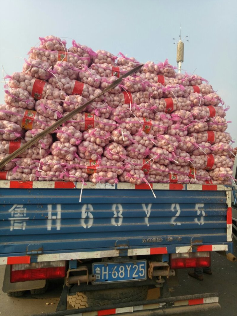 金乡大蒜紫皮蒜加工各规格包装！一吨起批。量大从优。